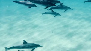 Dolphins Kammeran